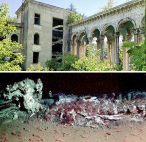 Écologies des ruines et des carcasses